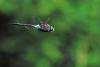 Anax parthenope